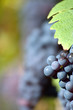 Red bunch of grape