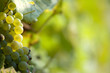 White grapes White grapes