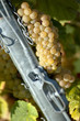White grapes