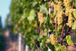 White grapes