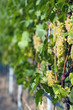 White grapes