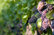 White grapes