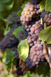 White grapes