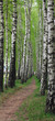 Footpath in brich grove