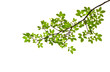 green leave on white background