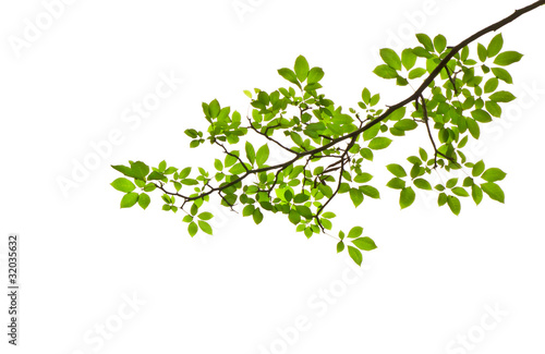 Photo: green leave on white background green leave on white background