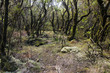 Parque National de Garajonay, La Gomera, Canary island, Spain