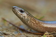 Blindschleiche (Anguis fragilis)