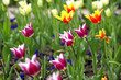 Foto: tulpen tulpen