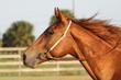 Photo: horse running in the wind horse running in the wind
