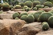 Cactus garden