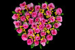 pink rose