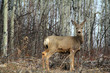 White Tail Deer White Tail Deer