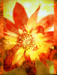 Flor en fondo grunge