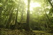 rain forest