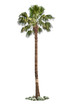 Palm tree Palm tree