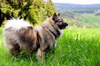 Hund auf Wiese Zecken