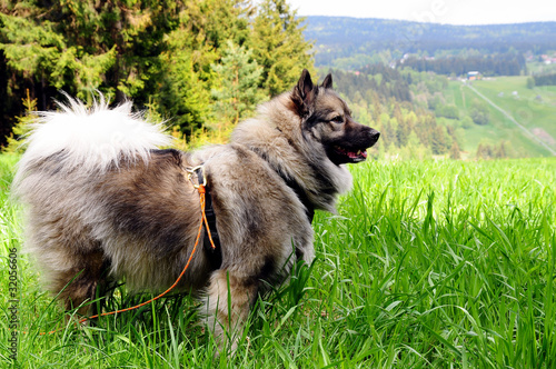 Foto: Hund auf Wiese Zecken Hund auf Wiese Zecken