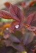 Branch with dew Branch with dew