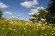 Meadow saxifrage