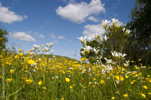 Photo: Meadow saxifrage Meadow saxifrage