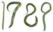 green organic gourd numbers 1 7 8 9 with clipping paths green organic gourd numbers 1 7 8 9 with clipping paths