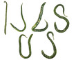 Organic Alphabet Letters I J L S U Gourds clipping paths Organic Alphabet Letters I J L S U Gourds clipping paths