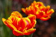 Geburtstagkarte,Tulpen