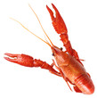 Boiled Crawfish