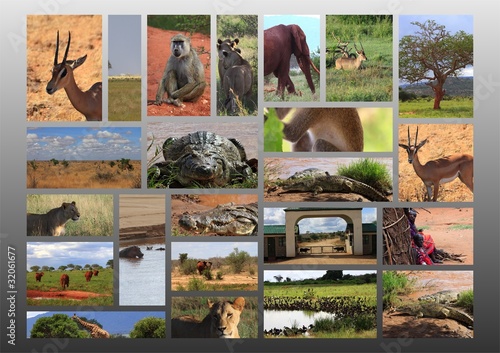 safari collage