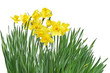 Daffodil