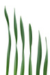 Daffodil Leaf