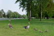 Geese & Chicks