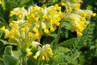 Primula veris plant, common name - Cowslip