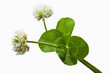 clover4_50
