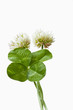 clover4_46