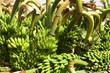 Large bunches of green bananas on a plantation.