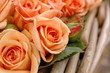 Apricot Rosen