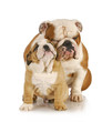 father and son dogs