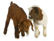 two baby goats