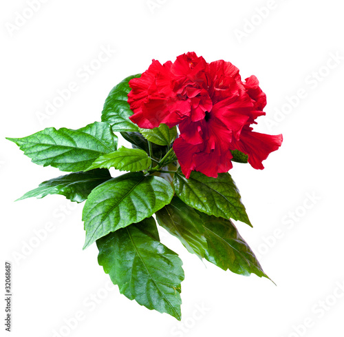 Photo: Red China rose flower room isolated on a white background Red China rose flower room isolated on a white background