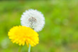 flower[dandelion]_34