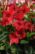 Photo: dipladenia dipladenia