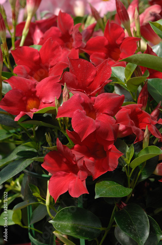 Photo: dipladenia dipladenia