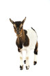 Goat in studio Goat in studio