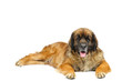 Leonberger in studio Leonberger in studio