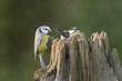 Blaumeise und Kohlmeise
