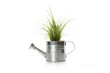 Watering with a green plant