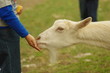 ヤギに餌をやる少年
