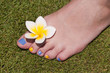 Pied de femme, fleur de frangipanier et pelouse